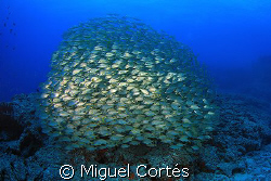 Golden ball. by Miguel Cortés 